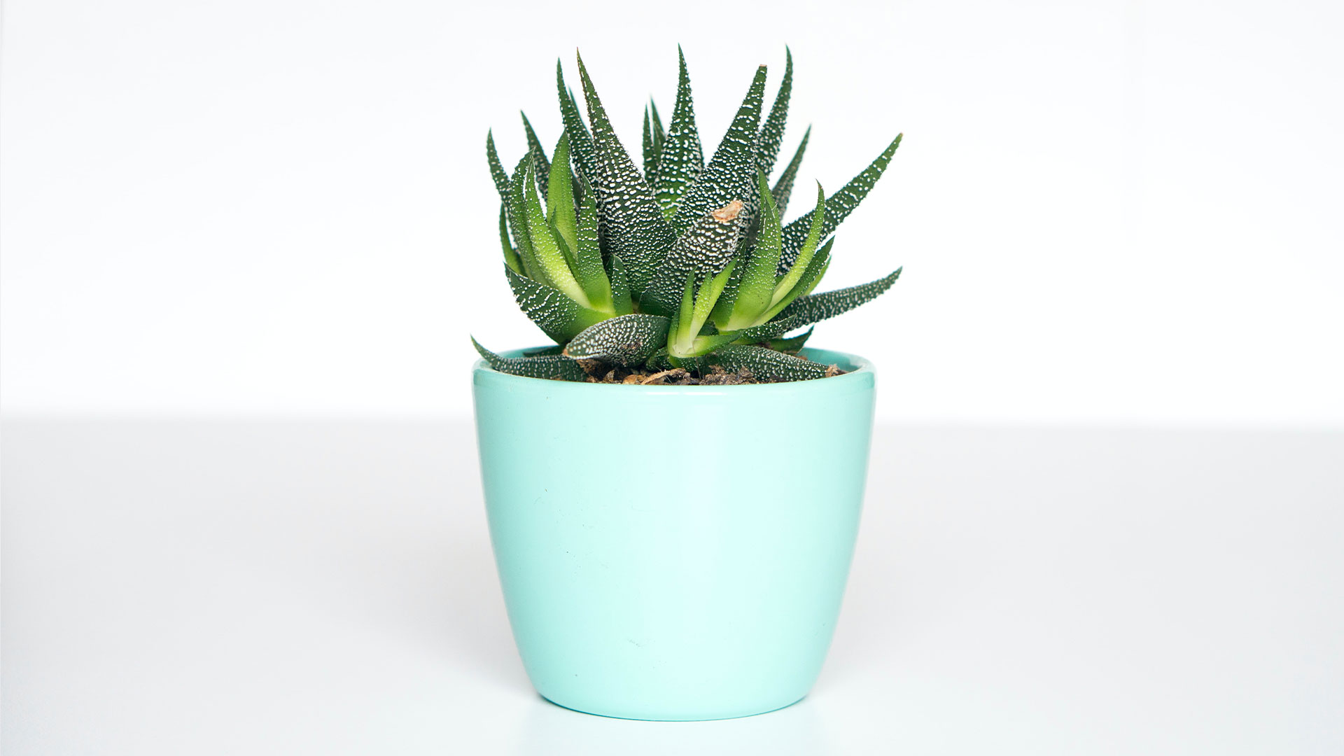 Aloe Vera plant